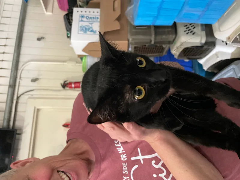 Blackout thumbnail 2