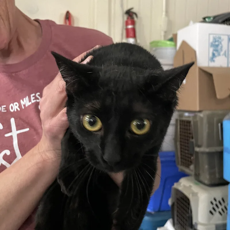 Blackout thumbnail 3