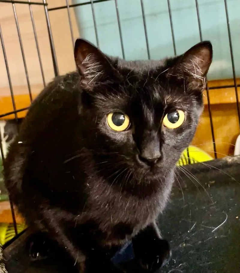 Blackout thumbnail 5