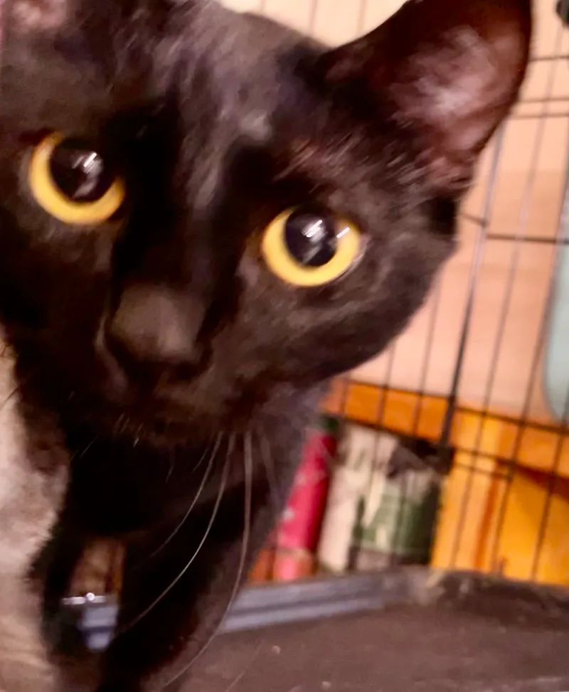 Blackout thumbnail 6