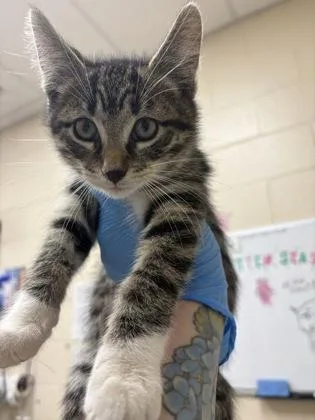 A baby small-sized male Domestic Medium Hair cat named Pickle for adoption in Westland, MI
