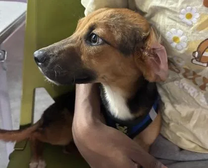 An adult small-sized female Black Chihuahua dog named Chloe for adoption in El Paso, TX