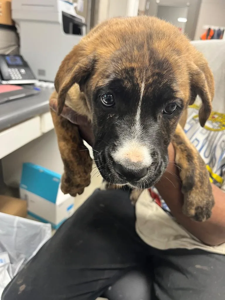 Piper