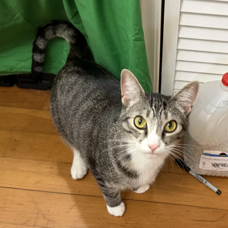 A young medium-sized female Tabby (Gray / Blue / Silver) Domestic Short Hair cat named Pixie Girl for adoption in Beaverton, OR