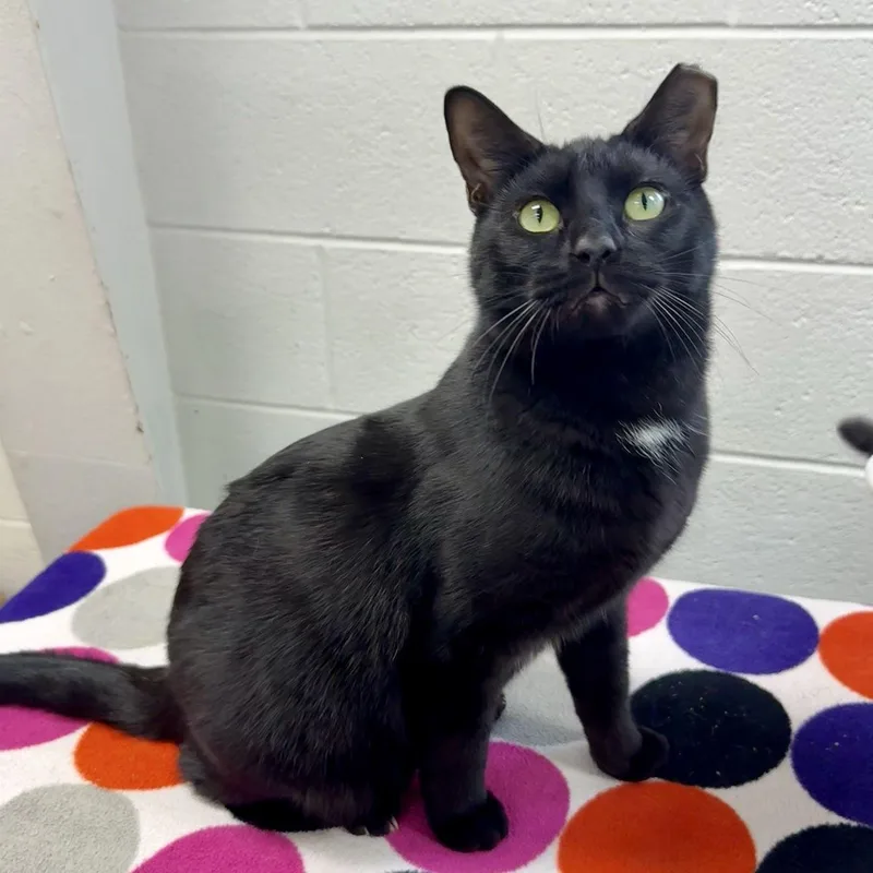 An adult medium-sized male Black Domestic Short Hair cat named Dennis for adoption in Adrian, MI