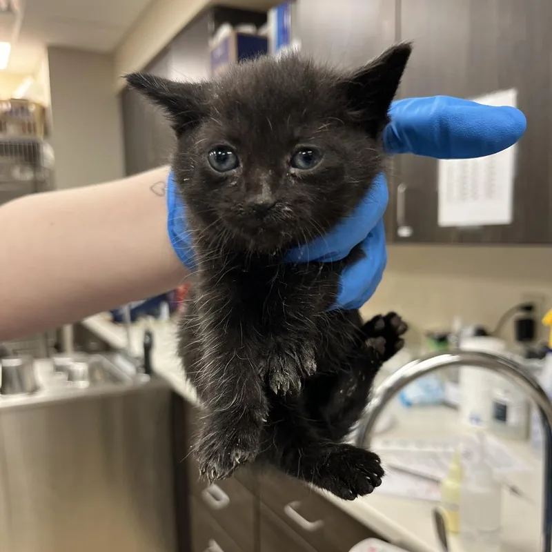 A baby small-sized female Black Domestic Short Hair cat named River for adoption in Grand Rapids, MI