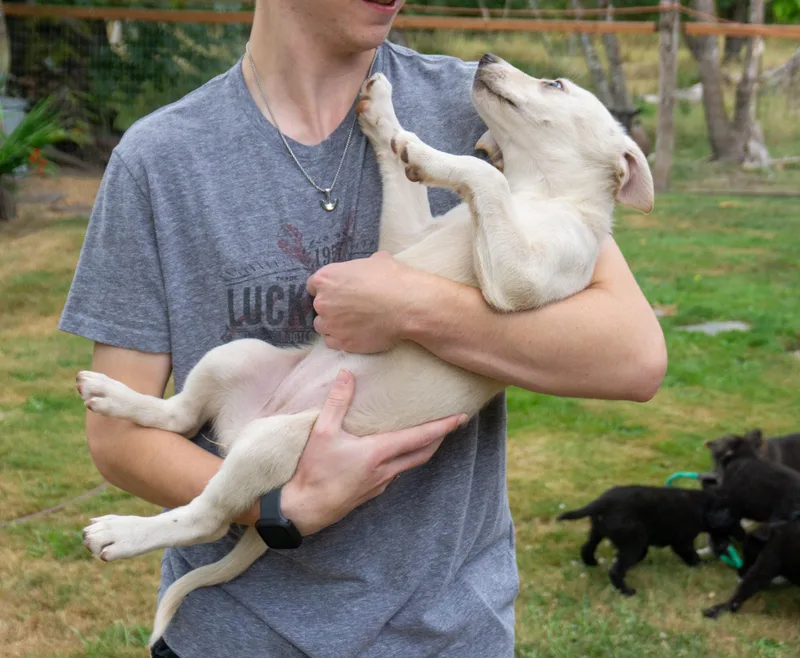 Brie thumbnail 3