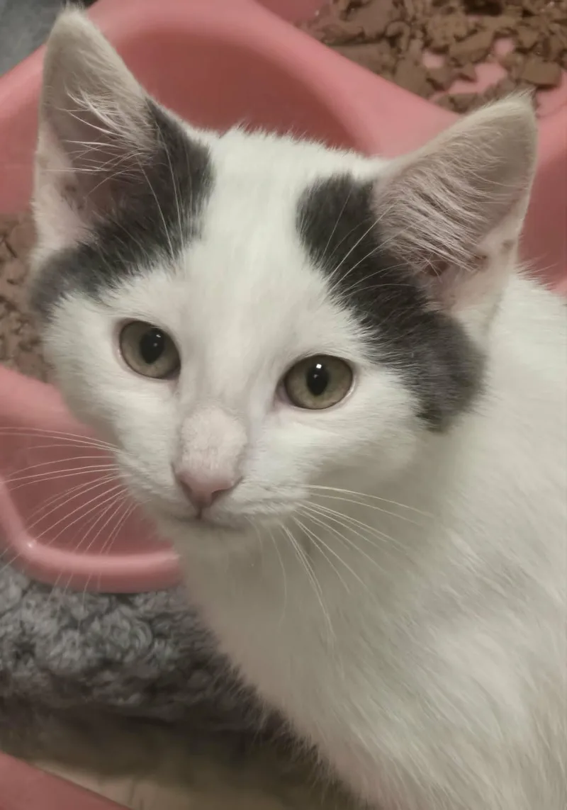 A young medium-sized male White Domestic Long Hair cat named Gus for adoption in Mount Juliet, TN