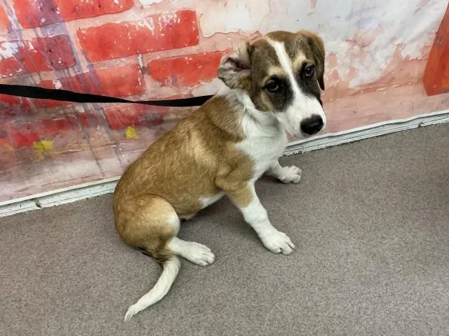 A baby small-sized male Saint Bernard dog named Shere Khan for adoption in San Bernardino, CA