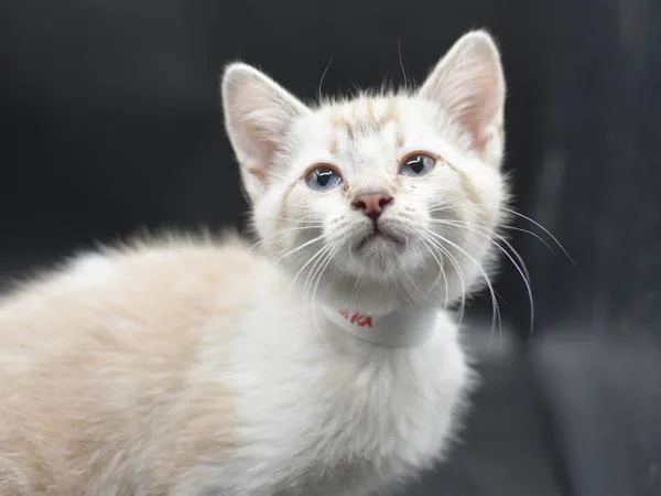 A baby small-sized female Snowshoe cat named Koala for adoption in Portland, OR