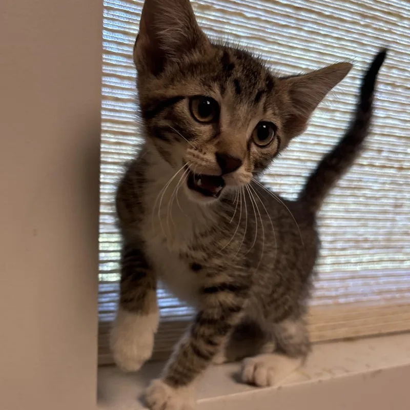 A baby small-sized male Brown / Chocolate Domestic Short Hair cat named Jellyfish for adoption in Naperville, IL