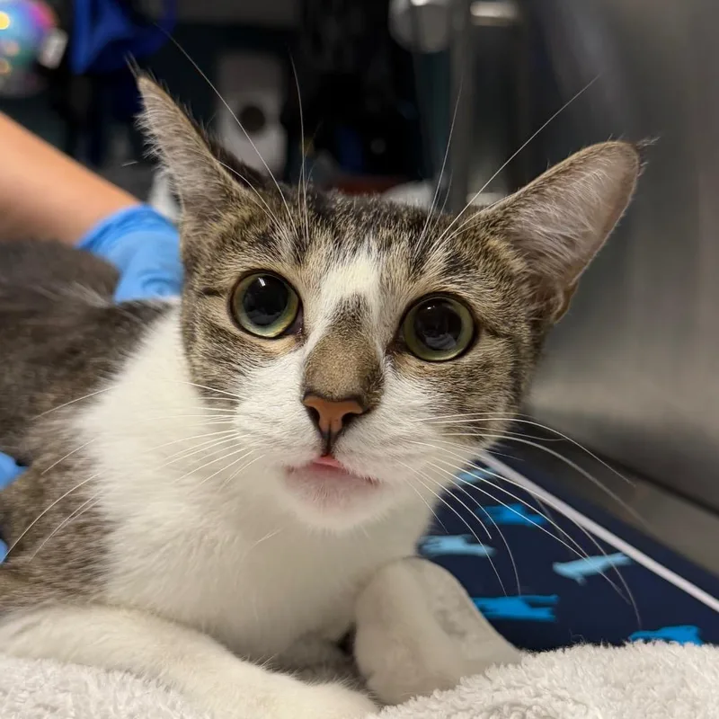 An adult medium-sized female White Domestic Short Hair cat named Katniss Everdeen for adoption in Providence, RI