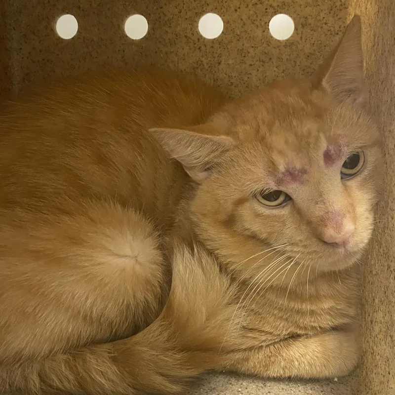 An adult medium-sized male Orange / Red Domestic Short Hair cat named 72149 for adoption in Harrisonburg, VA