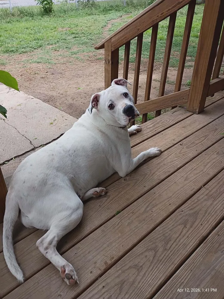 A young medium-sized female White / Cream Pit Bull Terrier dog named Boo for adoption in TULSA, OK
