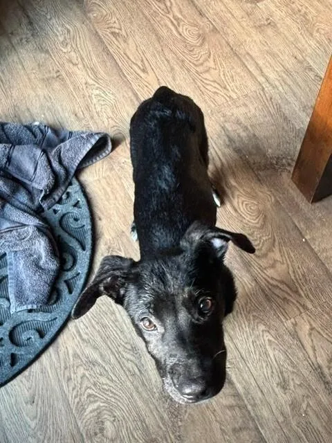 A young medium-sized male Black Mixed Breed dog named Huckleberry for adoption in Cincinnati, OH