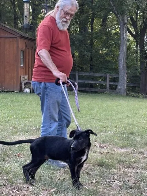 Huckleberry thumbnail 3