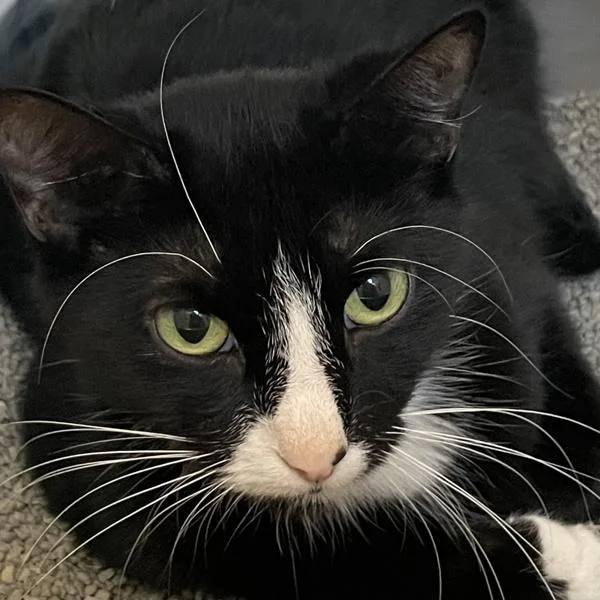 A young small-sized female Domestic Short Hair cat named Sophia for adoption in Des Moines, IA
