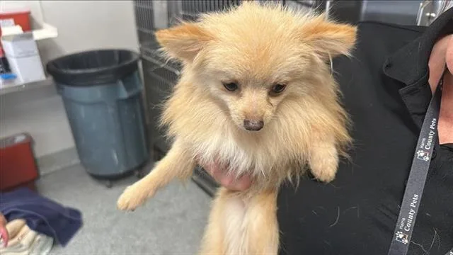 An adult small-sized male Pomeranian dog named Cujo for adoption in Houston, TX
