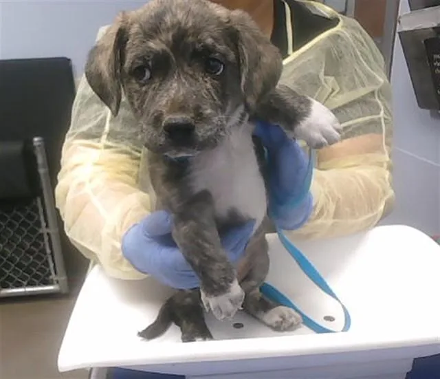 A baby small-sized female Pit Bull Terrier dog named Gloria for adoption in Phoenix, AZ