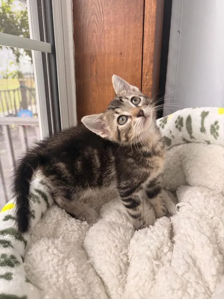 A baby small-sized female Domestic Short Hair cat named Yogurt for adoption in Effingham, IL