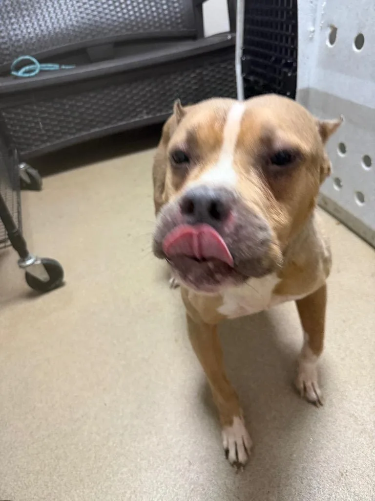 A senior medium-sized female Pit Bull Terrier dog named Mable for adoption in New Manchester, WV