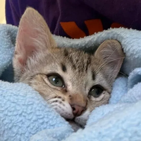 Dumpling thumbnail 3
