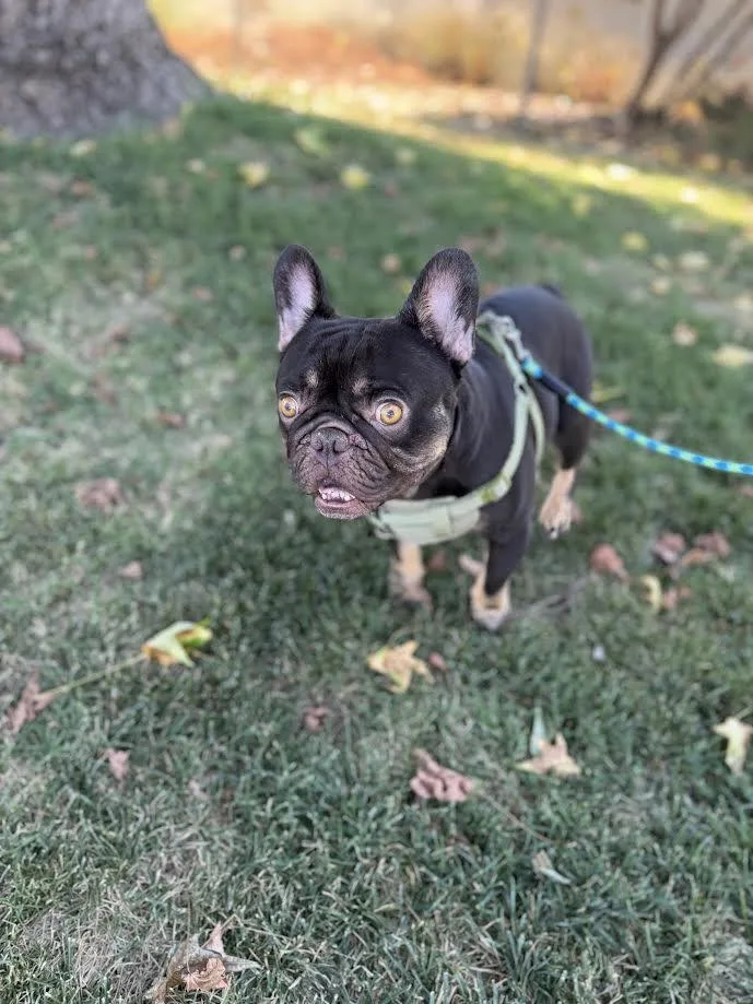 An adult small-sized male Black French Bulldog dog named Frizz for adoption in Oakdale, CA