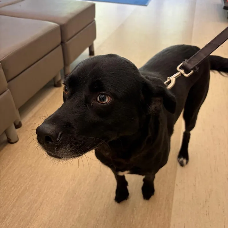 An adult medium-sized female Mixed Breed dog named Siracha for adoption in Red House, WV