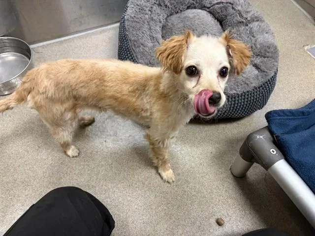 A young small-sized female Chihuahua dog named Rossy for adoption in Denver, CO