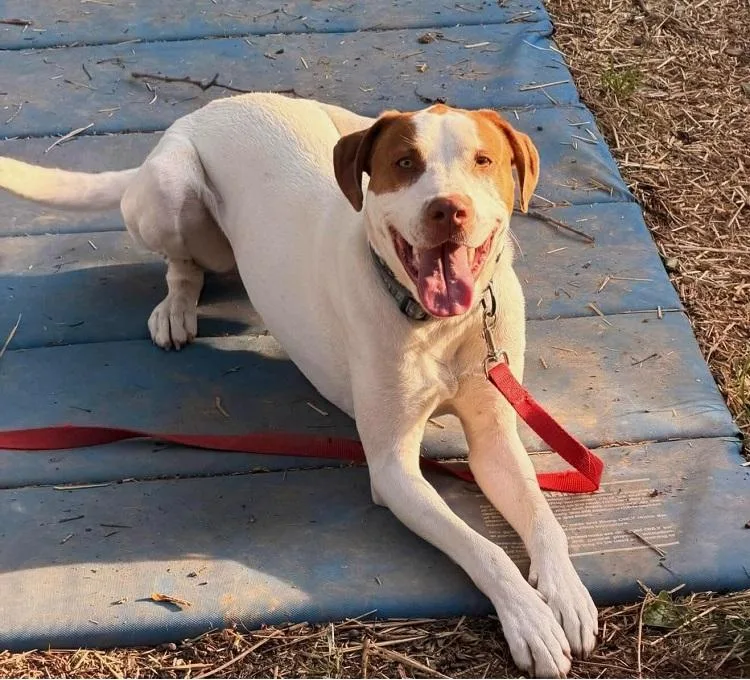 An adult medium-sized male Yellow / Tan / Blond / Fawn Mixed Breed dog named Pumpkin for adoption in Pegram, TN