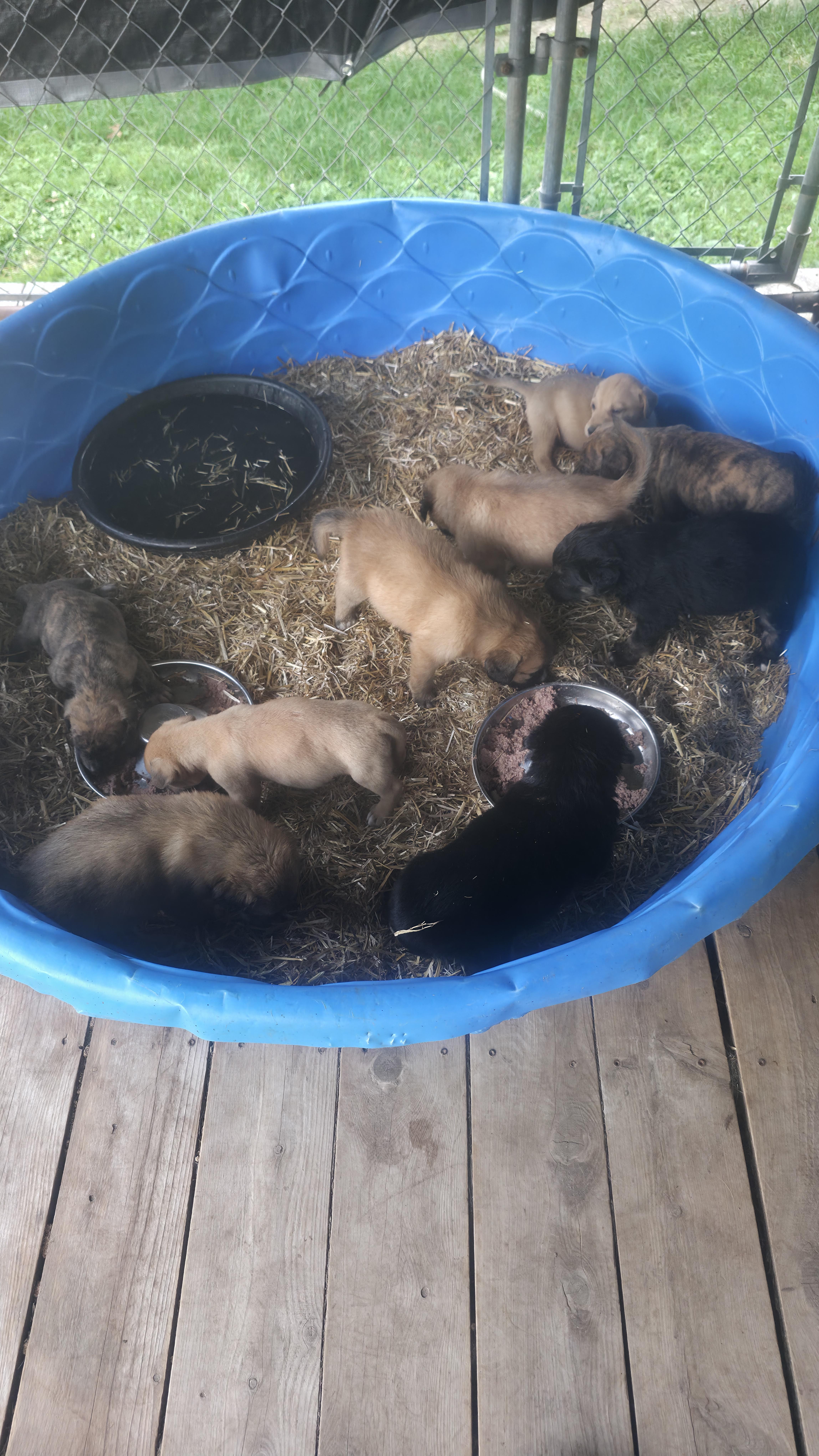 Puppies