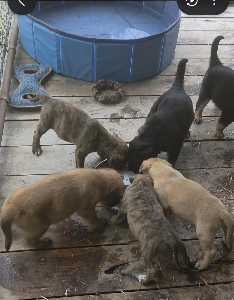 Puppies thumbnail 2
