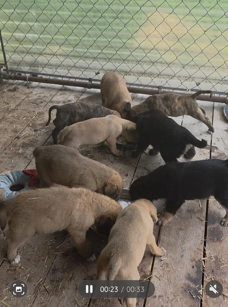 Puppies thumbnail 3