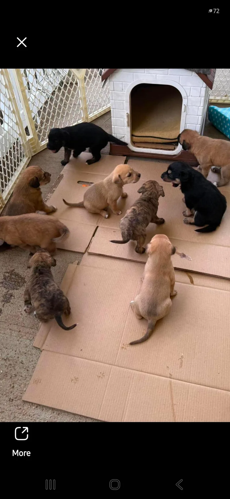 Puppies thumbnail 5