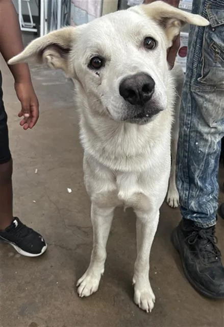 Rex