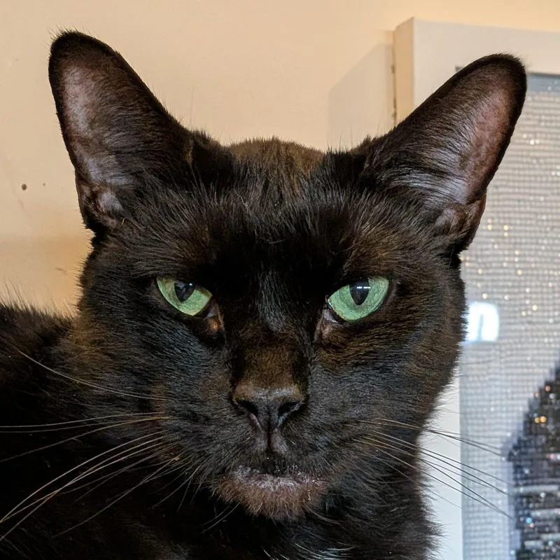 An adult medium-sized female Black Domestic Short Hair cat named Raven for adoption in Newburgh, NY