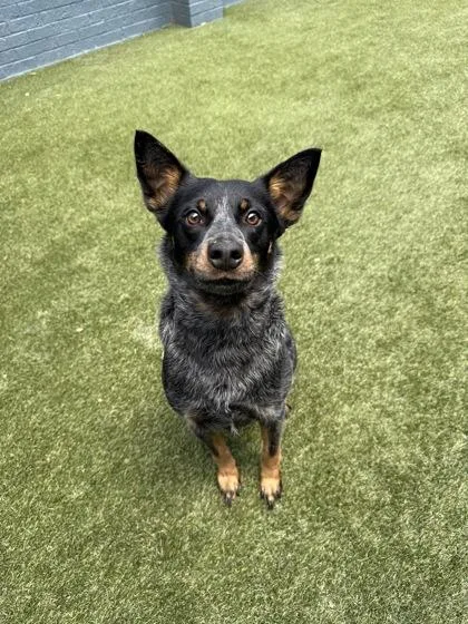 An adult medium-sized female Mixed Breed dog named Marilyn for adoption in Lafayette, IN