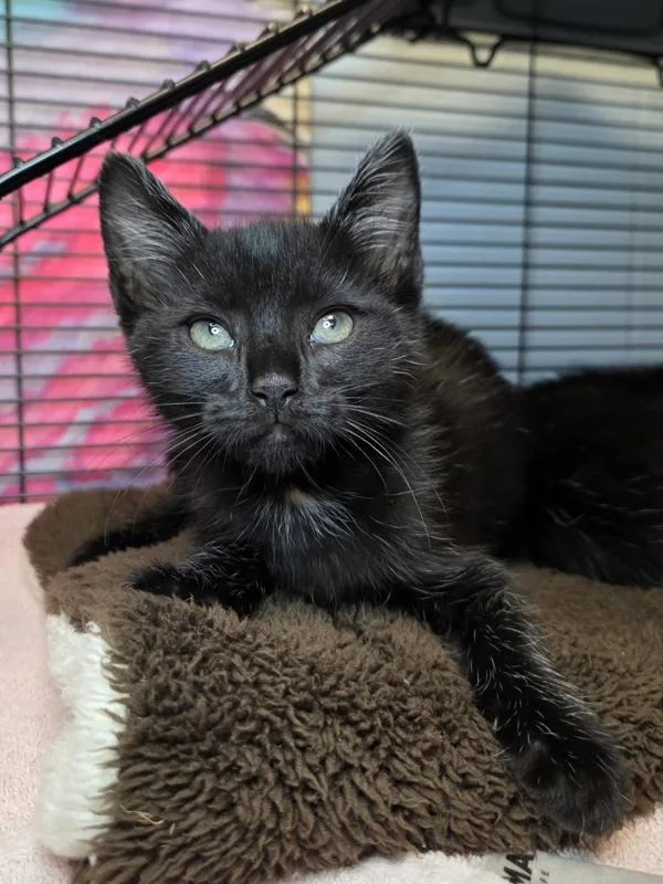 A baby small-sized female Domestic Short Hair cat named Garcia for adoption in Millersville, MD