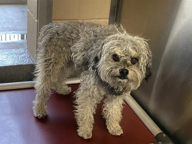 An adult medium-sized male Poodle dog named Zippo for adoption in Tustin, CA