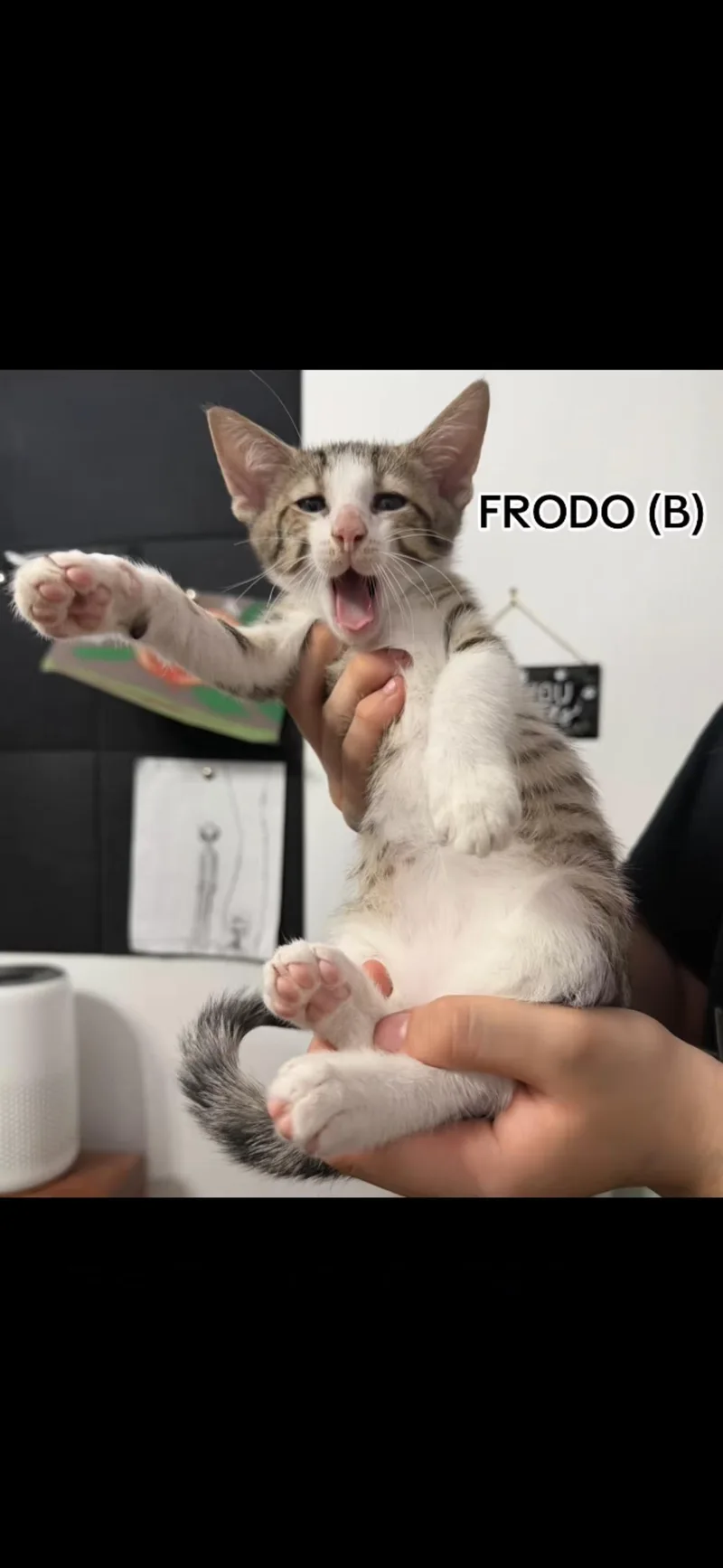 A baby small-sized male Domestic Short Hair cat named Frodo for adoption in Sneads Ferry, NC
