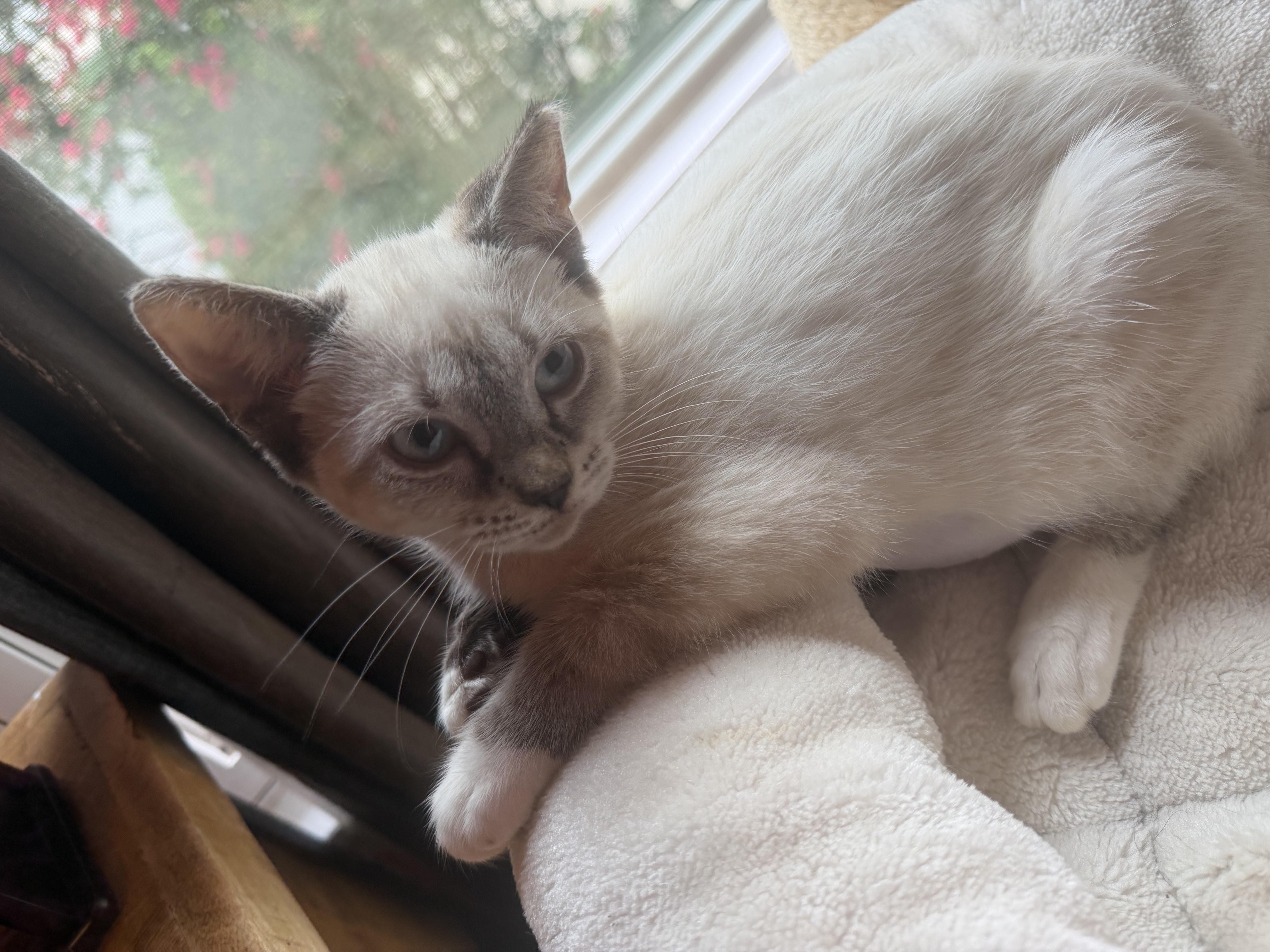 A baby medium-sized male Siamese cat named Jazzman and Jake for adoption in Charlotte, NC
