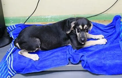 A baby medium-sized female Hound dog named Madame for adoption in Picayune, MS