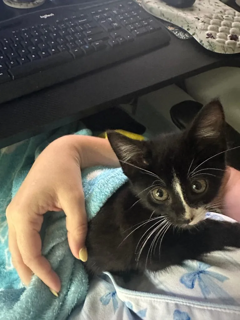 A baby large-sized male Domestic Short Hair cat named Burrito for adoption in warrenville, SC
