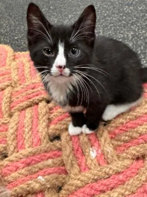 A baby medium-sized male Black & White / Tuxedo Domestic Short Hair cat named James Bond for adoption in Mokena, IL