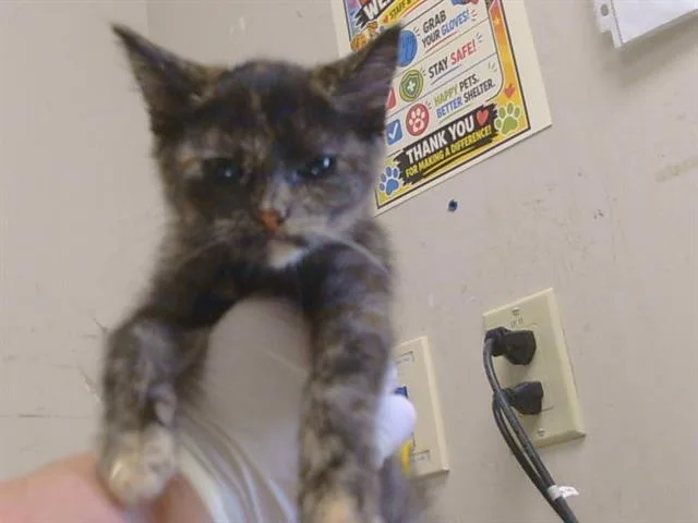 A baby small-sized female Domestic Short Hair cat named Brandy for adoption in Sacramento, CA
