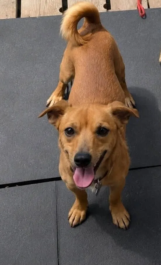 An adult small-sized male Brown / Chocolate Chihuahua dog named Ivan for adoption in Saugus, MA