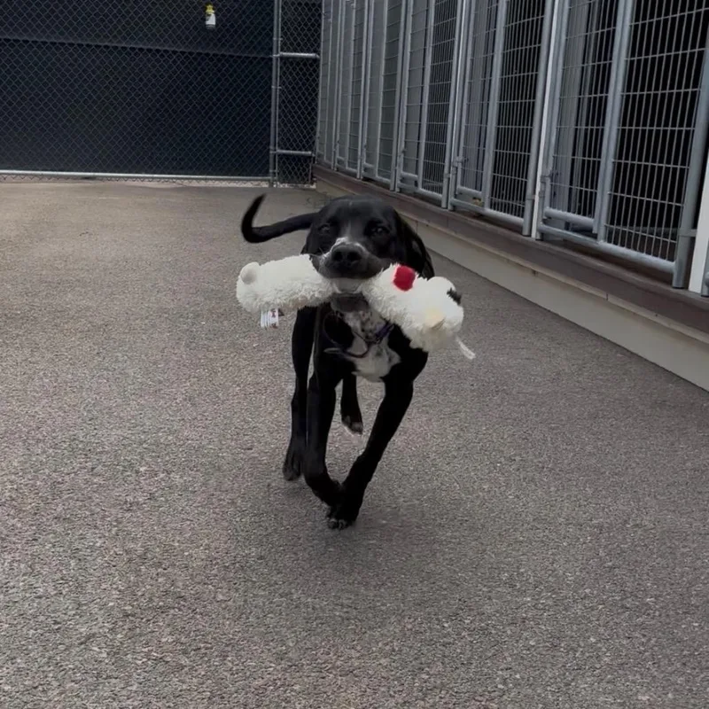 A young medium-sized male Black Pit Bull Terrier dog named Rio for adoption in Bernalillo, NM