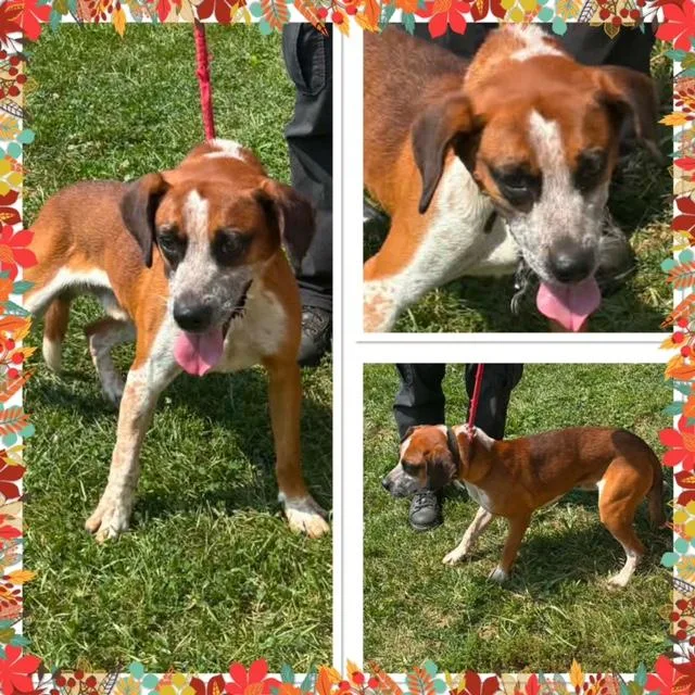 A young medium-sized male Red / Chestnut / Orange Mixed Breed dog named Benny for adoption in Buckhannon, WV