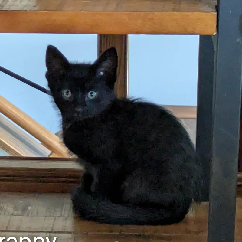 A baby medium-sized male Black Domestic Short Hair cat named Scrappy for adoption in Farmington, MN