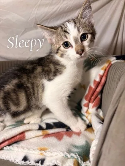 An adult small-sized male Domestic Short Hair cat named Sleepy for adoption in St. Anne, IL